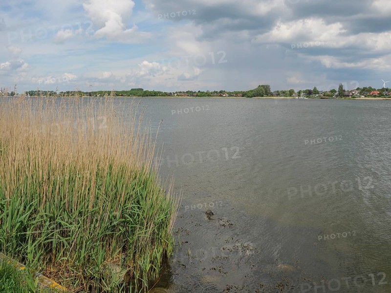 View of a calm lake with tall reeds on the shore and a cloudy sky in the background, Kappeln, Schleswig-Holstein, Germany, Europe