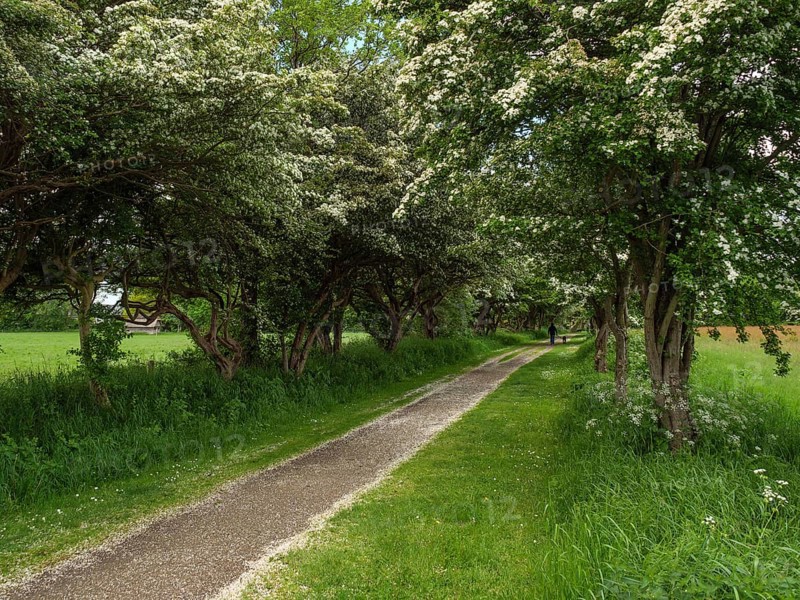 A shady path lined with blossoming trees leads through a peaceful rural landscape in summer, Maasholm, Schleswig-Holstein, Germany, Europe