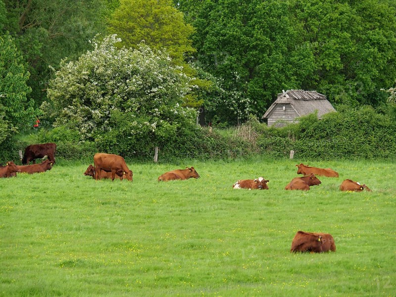 Several cows resting and grazing on a vast green meadow surrounded by dense greenery, Maasholm, Schleswig-Holstein, Germany, Europe