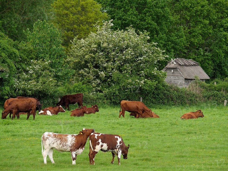 Cows grazing and resting comfortably on a green pasture, surrounded by trees and bushes, Maasholm, Schleswig-Holstein, Germany, Europe