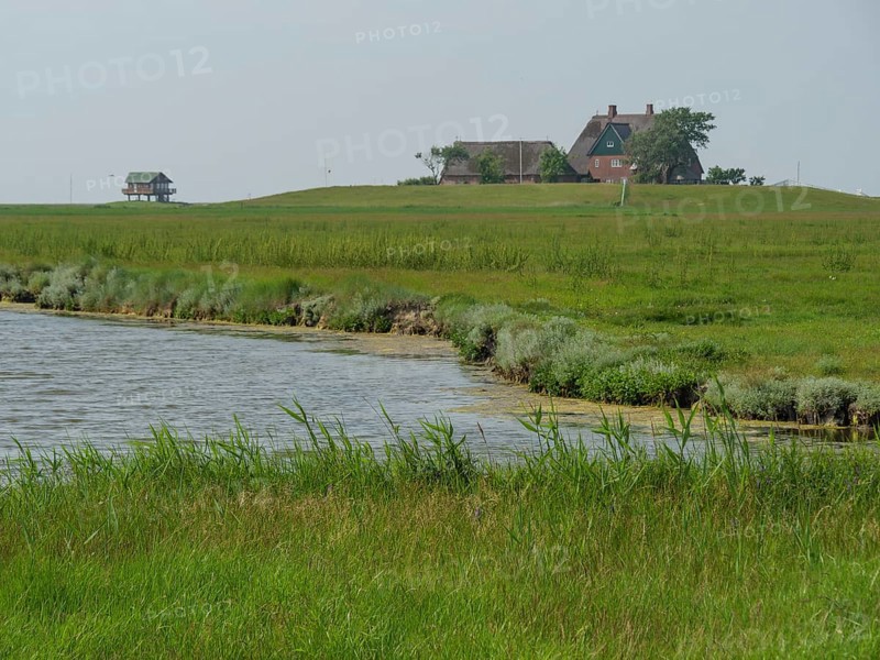 A single house stands on a small hill in the middle of a wide, green landscape near a lake, the idyll is present, Hallig Hooge, schleswig-holstein, germany