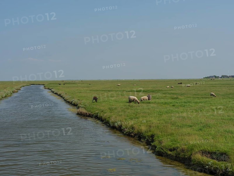 Grazing sheep on a wide pasture along a stream, Hallig Hooge, Schleswig-Holstein, Germany, Europe