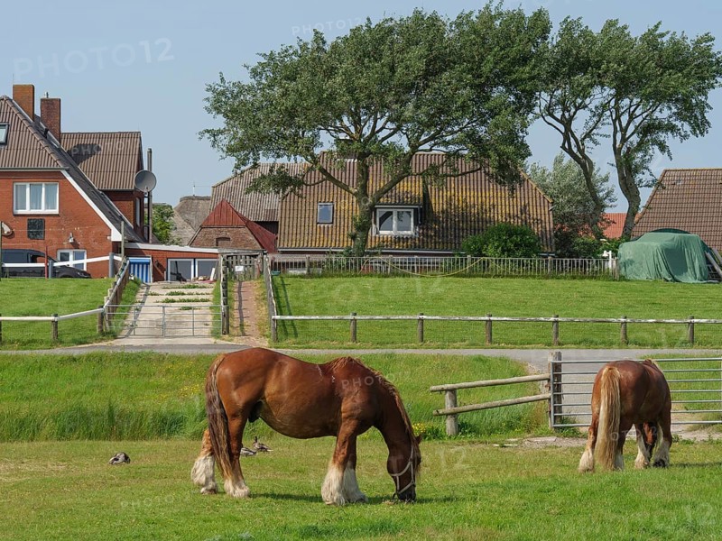 Horses grazing between trees and houses on a sunny meadow in front of a farm, Hallig Hooge, Schleswig-Holstein, Germany, Europe