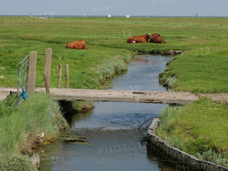 Small stream with bridge and grazing cows in a quiet rural setting, Hallig Hooge, schleswig-holstein, germany