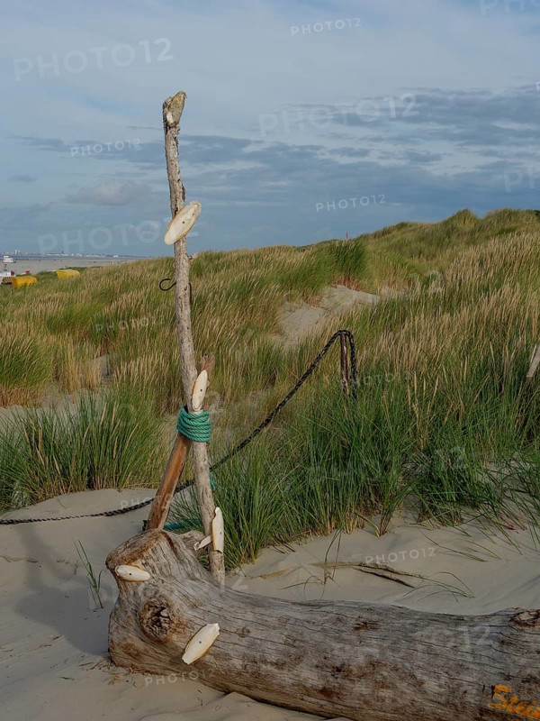 A beach with a piece of driftwood and shells attached to it, surrounded by dunes and grasses, under a cloudy sky, juist, east frisia, germany