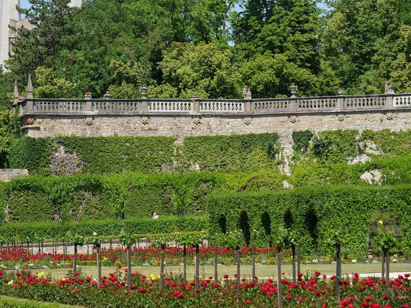 A picturesque garden with blooming red roses, surrounded by green hedges and a stone wall, Würzburg, Bavaria, Germany, Europe