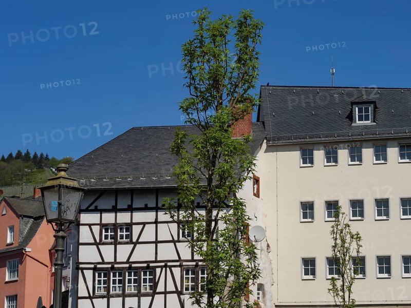 Mid-rise half-timbered houses and more modern buildings with a tree in the foreground under a clear sky, Saarburg, Germany, Europe