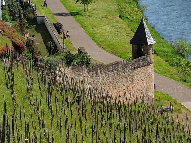 Vineyard with castle wall and small tower, next to it a footpath along a river on a sunny spring day, Saarburg, germany