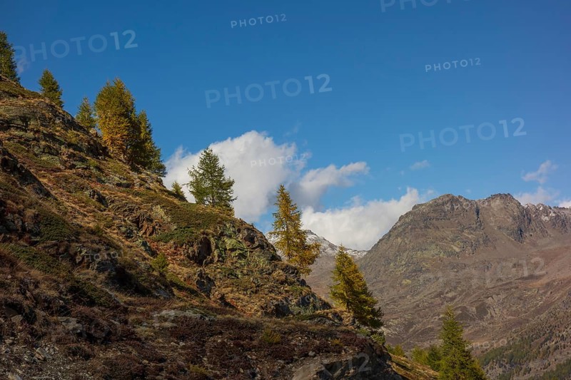 Autumnal mountain landscape with groups of trees and rocks under a blue sky with scattered clouds, Saas Fee, Switzerland, Europe