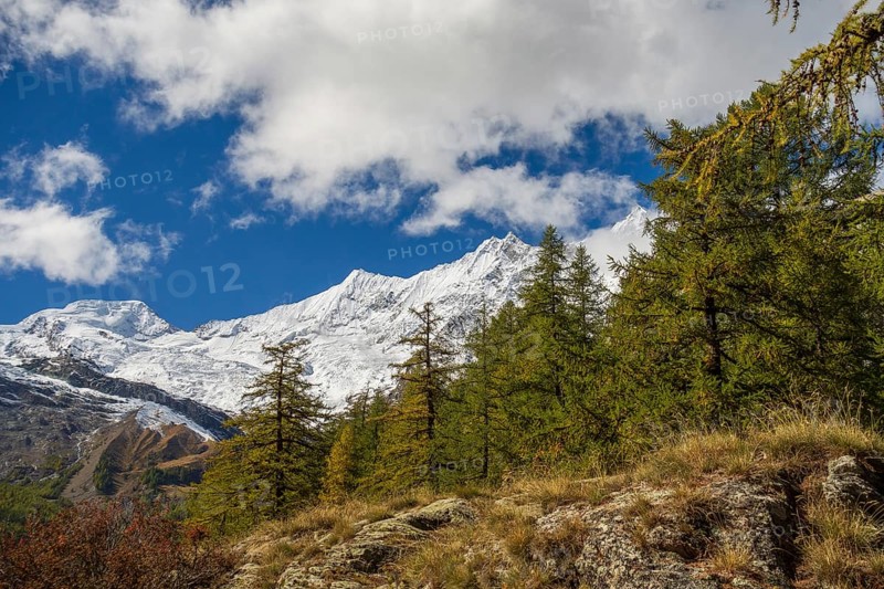 Snowy mountains in the Alps under a blue sky with some clouds, surrounded by forest, Saas Fee, Switzerland, Europe