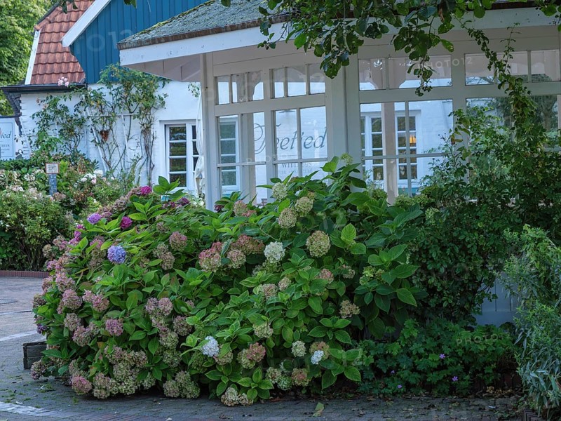 Pavilion surrounded by flowering bushes and a house with white windows in the background, Spiekeroog, East Frisia, GERMANY