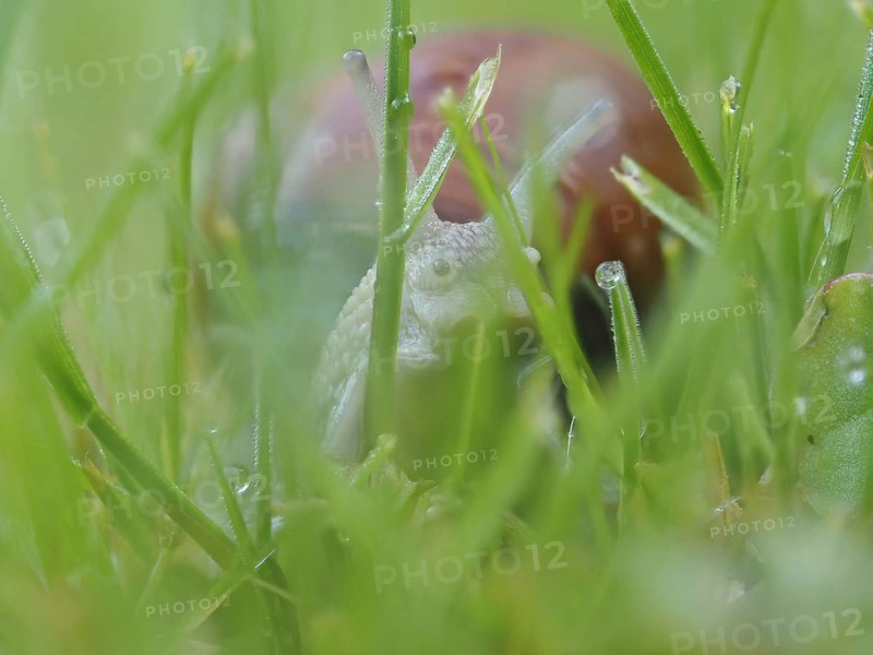 Burgundy snail (Helix pomatia) in rain-soaked meadow, Ratten, Styria, Austria, Europe