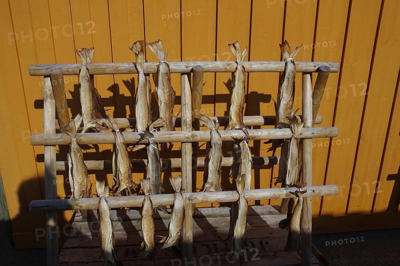 Wooden rack with dried fish hanging in front of a yellow wall in sunlight, stockfish, winter, Sakrisöy, Lofoten, Nordland, Norway, Europe