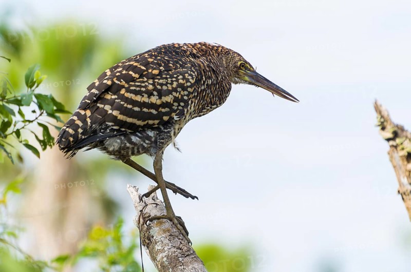 Beautiful Soco Boi or Rufescent Tiger-Heron (Tigrisoma lineatum) in the Brazilian wetland