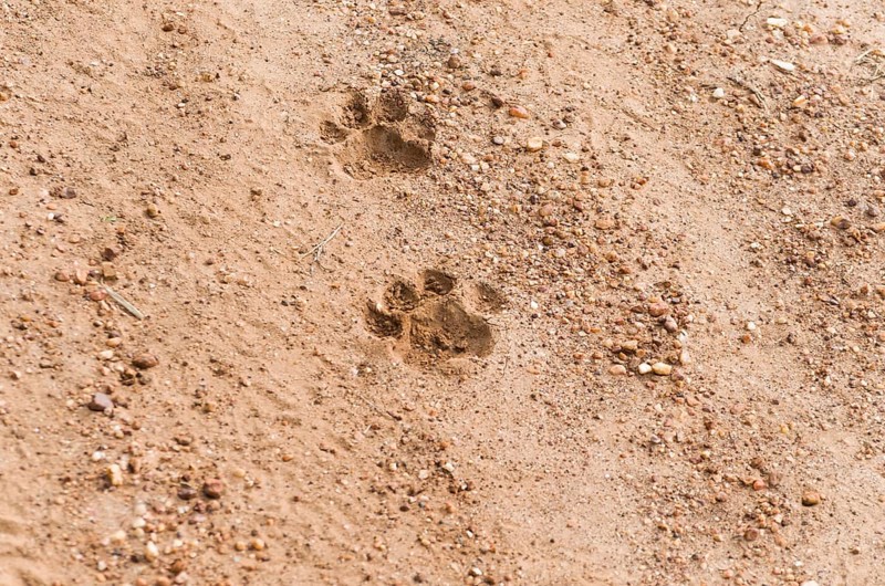 Footprints of Onca Pintada, Jaguar (Panthera onca) in the Brazilian Pantanal