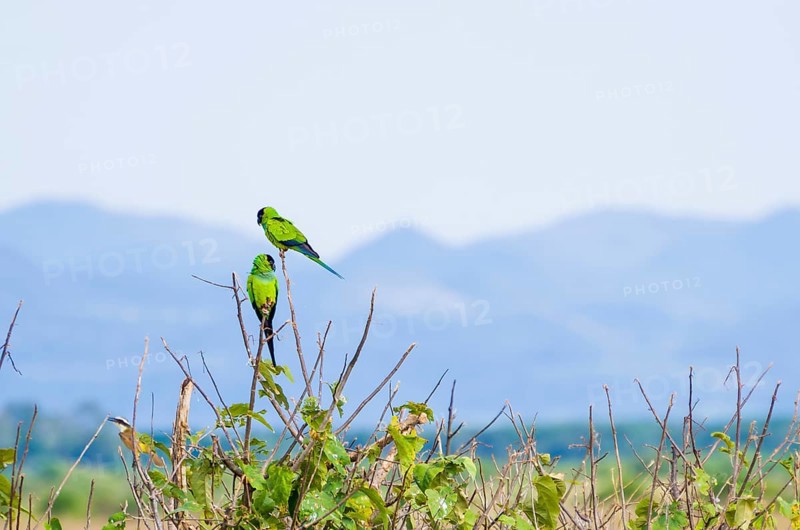 Beautiful birds Prince-Black Parakeets or Nanday Parakeet (Aratinga nenday) in a tree in the Brazilian Pantanal