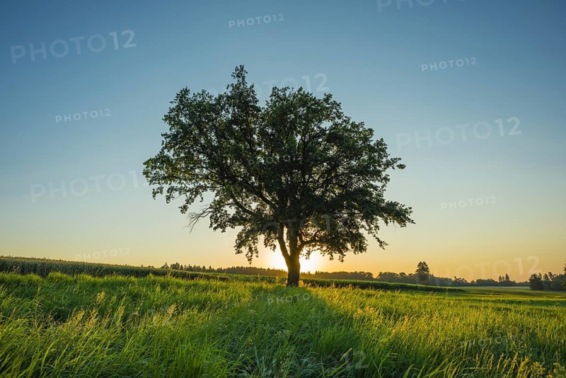 Old English oak (Quercus robur), Swabian Alb, Baden-Württemberg, Germany, Europe