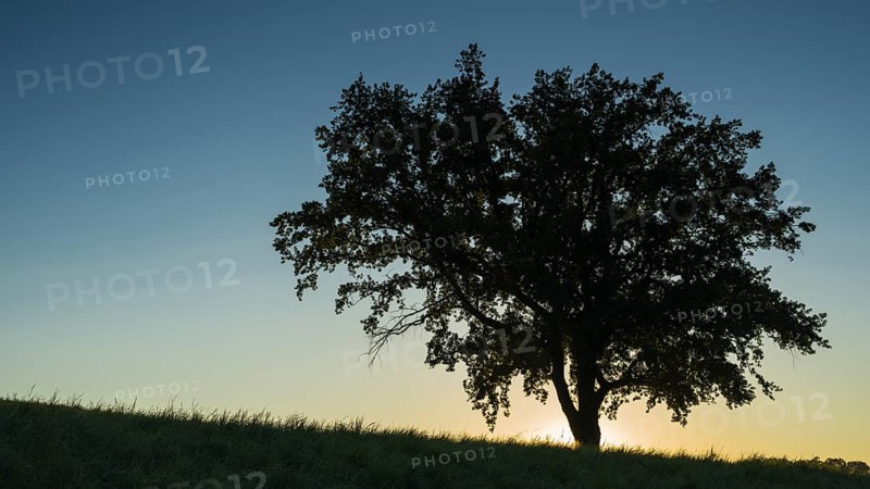 Old English oak (Quercus robur), Swabian Alb, Baden-Württemberg, Germany, Europe