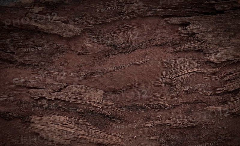 Background, walnut bark, wood texture, Horizontal, close-up, Rustic