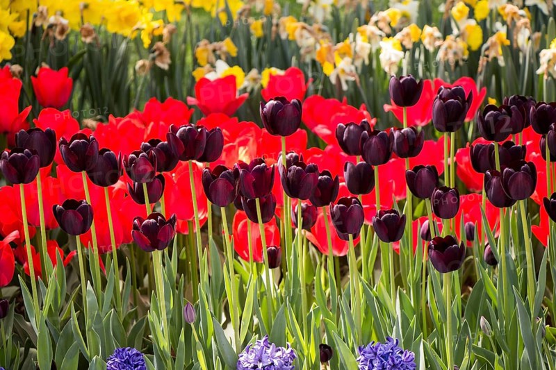 Blooming colorful tulip flowers in garden as floral background