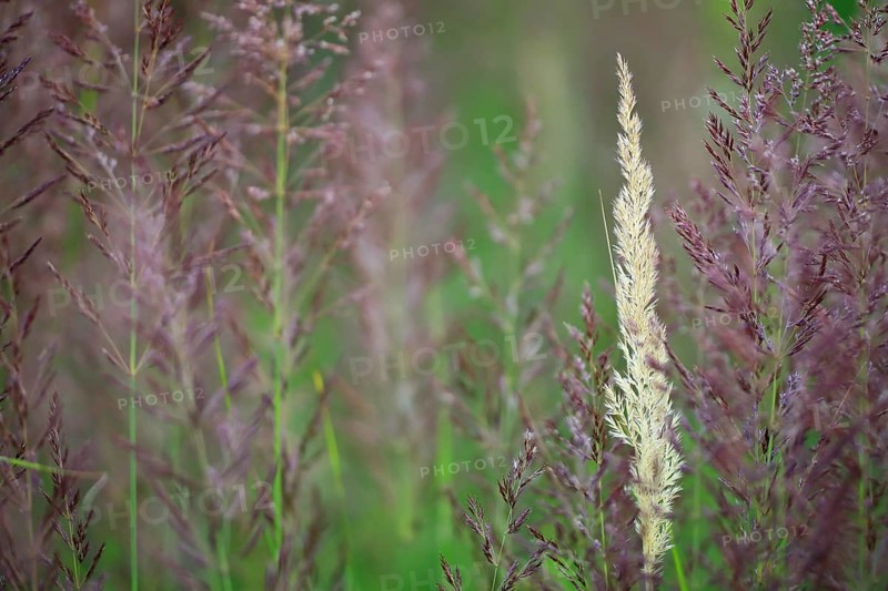 European Marram Grass (Ammophila arenaria), European Pipe Grass (Molinia caerulea), grasses, Krauchenwies, Upper Danube nature park Park, Baden-Württemberg, Germany, Europe