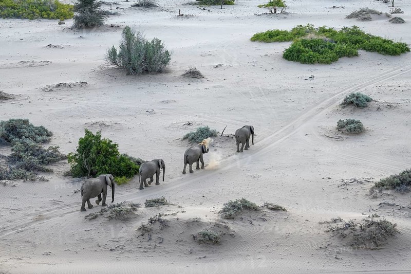 Desert elephants (Loxodonta africana) in the Hoanib dry river, Kaokoveld, Kunene region, Namibia, Africa