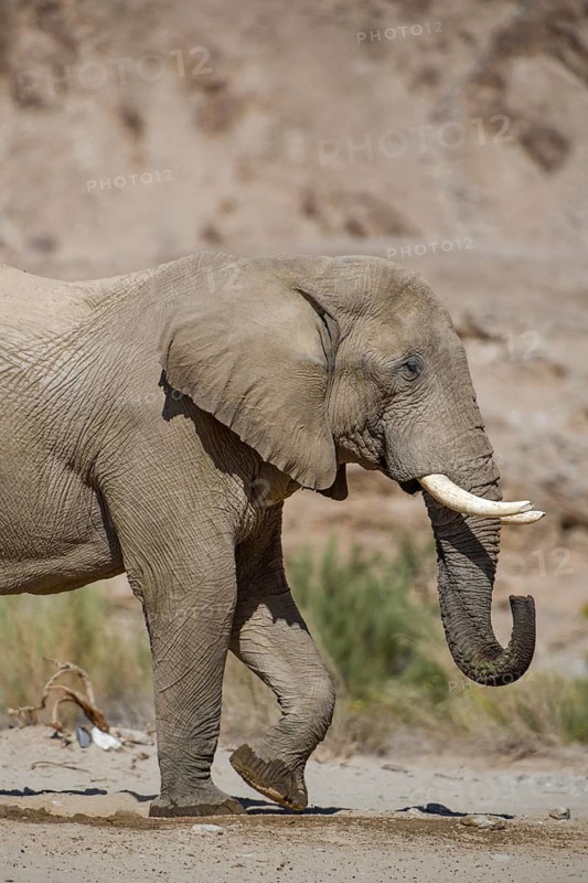 Desert elephant (Loxodonta africana) at a waterhole in the Hoarusib dry river, portrait, Kaokoveld, Kunene region, Namibia, Africa