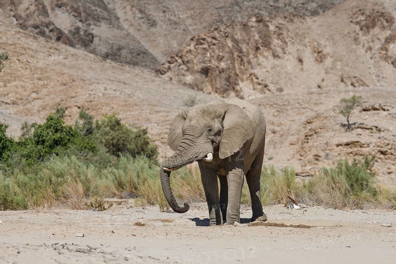 Desert elephant (Loxodonta africana) at a waterhole in the Hoarusib dry river, Kaokoveld, Kunene region, Namibia, Africa