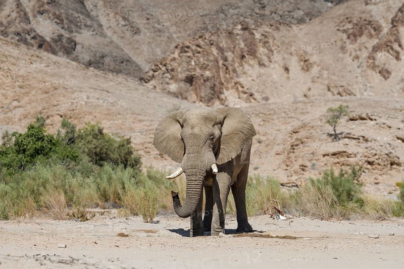 Desert elephant (Loxodonta africana) at a waterhole in the Hoarusib dry river, Kaokoveld, Kunene region, Namibia, Africa