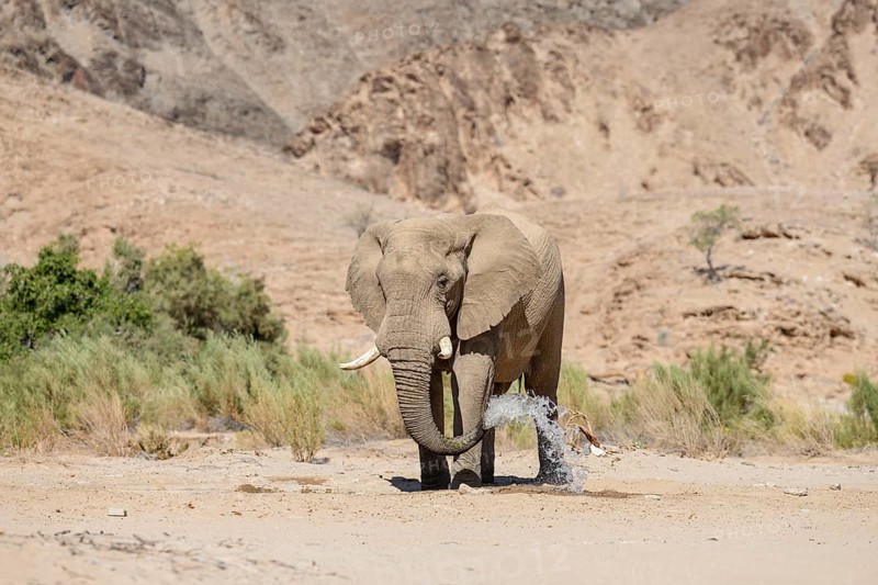 Desert elephant (Loxodonta africana) at a waterhole in the Hoarusib dry river, Kaokoveld, Kunene region, Namibia, Africa
