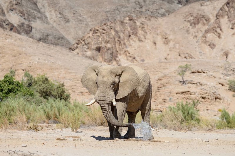 Desert elephant (Loxodonta africana) at a waterhole in the Hoarusib dry river, Kaokoveld, Kunene region, Namibia, Africa
