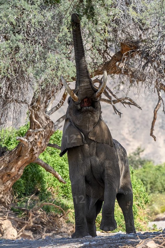 Desert elephant (Loxodonta africana) trying to get acacia seeds, Hoanib dry river, Kaokoveld, Kunene region, Namibia, Africa