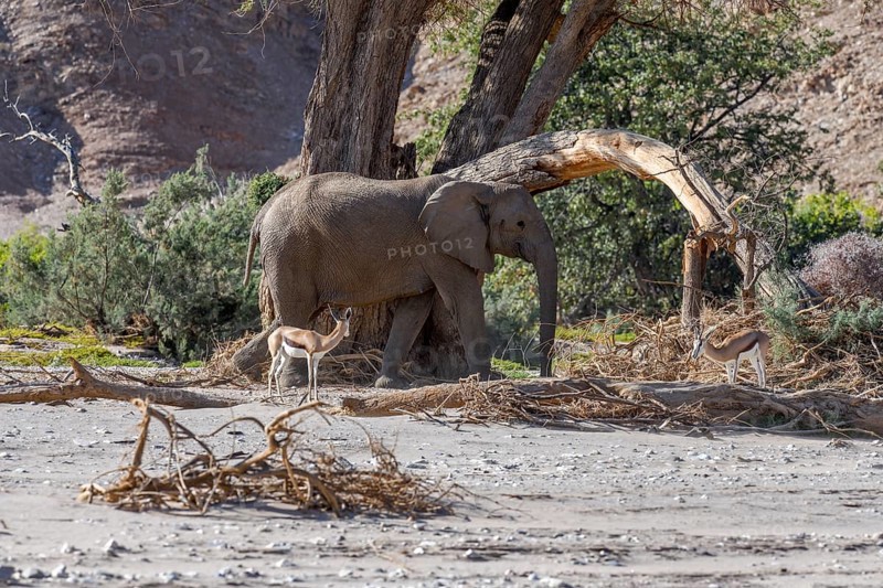 Angola springbok (Antidorcas angolensis) and desert elephants (Loxodonta africana) in the Hoanib dry river, Kaokoveld, Kunene region, Namibia, Africa