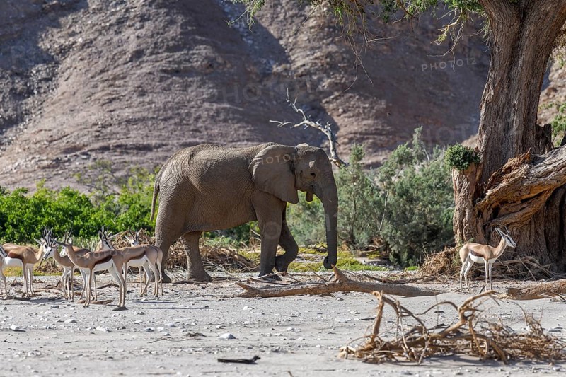 Angolan springbok (Antidorcas angolensis) and desert elephant (Loxodonta africana) in the Hoanib dry river, Kaokoveld, Kunene region, Namibia, Africa