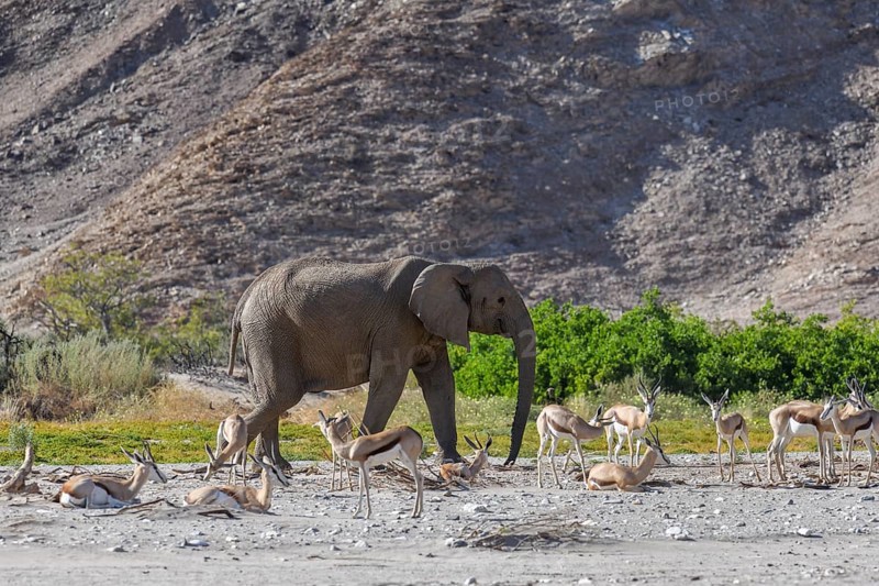 Angolan springbok (Antidorcas angolensis) and desert elephant (Loxodonta africana) in the Hoanib dry river, Kaokoveld, Kunene region, Namibia, Africa