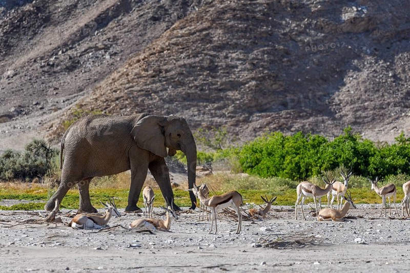 Angolan springbok (Antidorcas angolensis) and desert elephant (Loxodonta africana) in the Hoanib dry river, Kaokoveld, Kunene region, Namibia, Africa