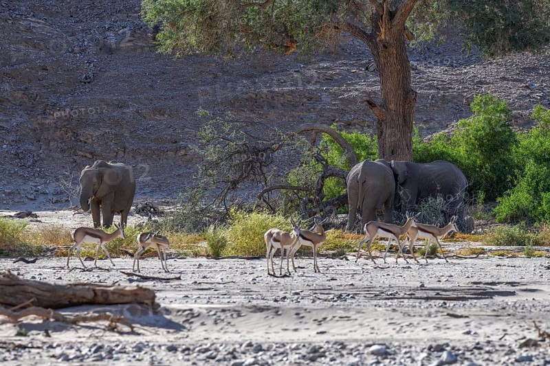 Angolan springboks (Antidorcas angolensis) and desert elephants (Loxodonta africana) in the Hoanib dry river, Kaokoveld, Kunene region, Namibia, Africa