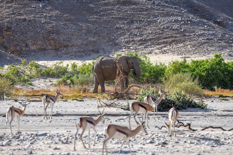 Angolan springbok (Antidorcas angolensis) and desert elephant (Loxodonta africana) in the Hoanib dry river, Kaokoveld, Kunene region, Namibia, Africa