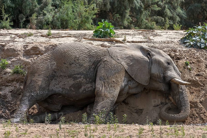 Desert elephant (Loxodonta africana) taking a sand bath in the Hoarusib dry river, Kaokoveld, Kunene region, Namibia, Africa