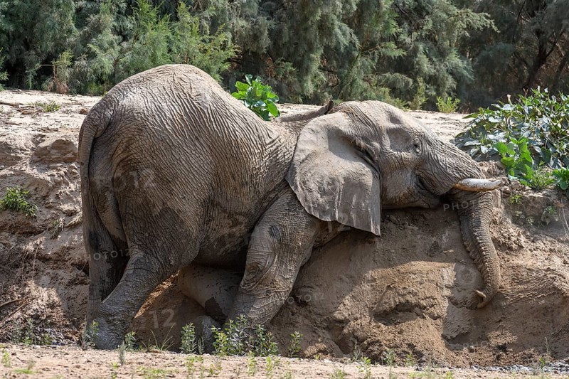 Desert elephant (Loxodonta africana) taking a sand bath in the Hoarusib dry river, Kaokoveld, Kunene region, Namibia, Africa