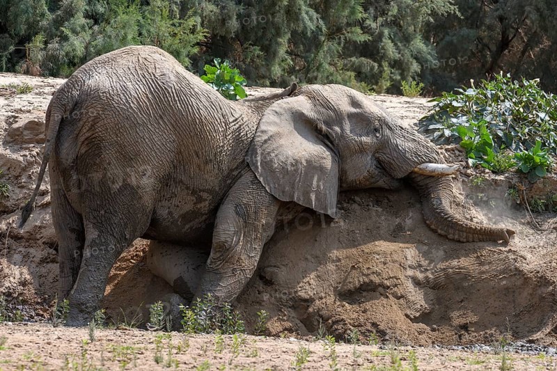 Desert elephant (Loxodonta africana) taking a sand bath in the Hoarusib dry river, Kaokoveld, Kunene region, Namibia, Africa