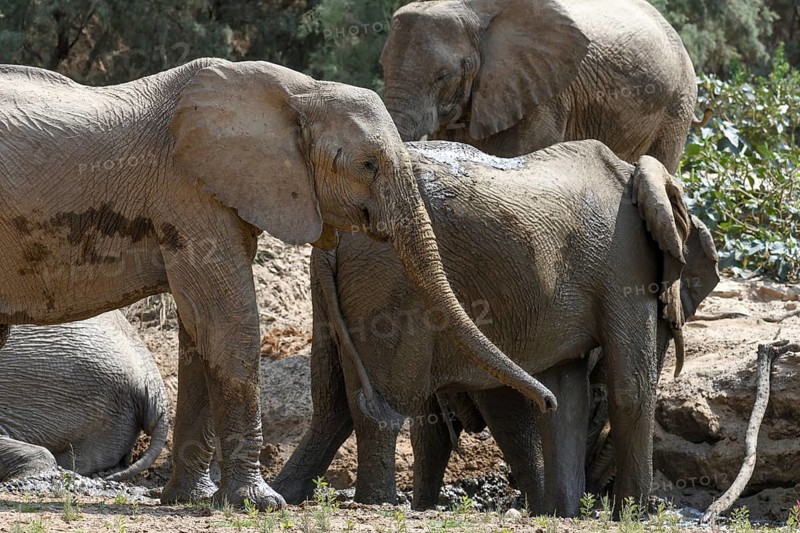 Desert elephants (Loxodonta africana) taking a mud bath in the Hoarusib dry river, Kaokoveld, Kunene region, Namibia, Africa