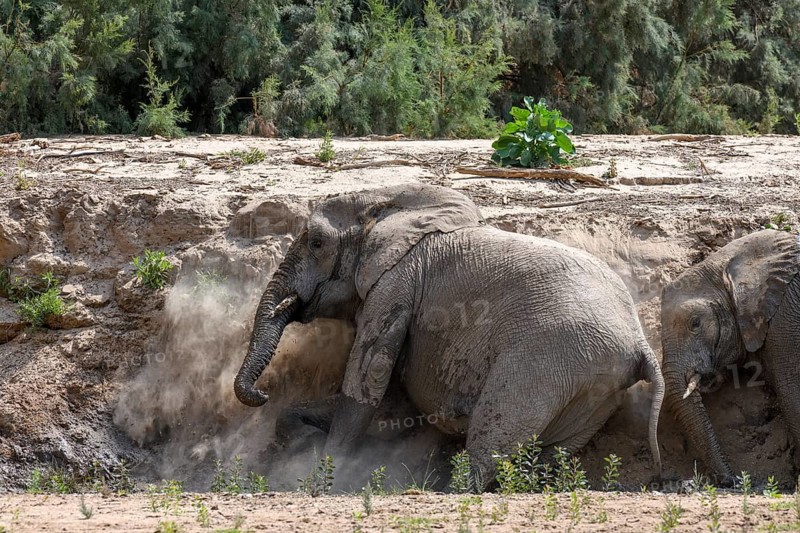Desert elephants (Loxodonta africana) taking a sand bath in the Hoarusib dry river, Kaokoveld, Kunene region, Namibia, Africa