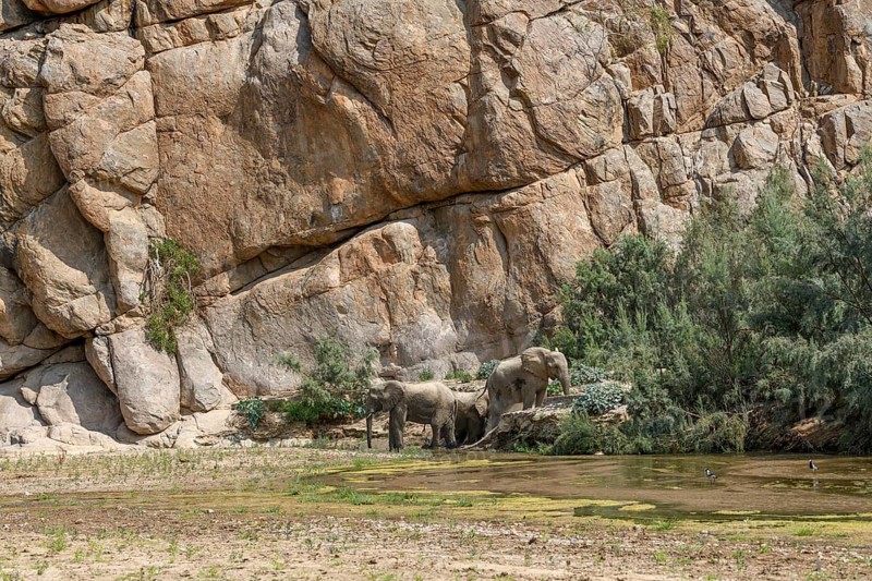 Desert elephants (Loxodonta africana) taking a mud bath in the Hoarusib dry river, Kaokoveld, Kunene region, Namibia, Africa