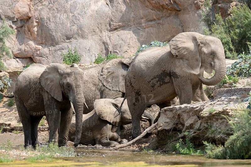 Desert elephants (Loxodonta africana) taking a mud bath in the Hoarusib dry river, Kaokoveld, Kunene region, Namibia, Africa