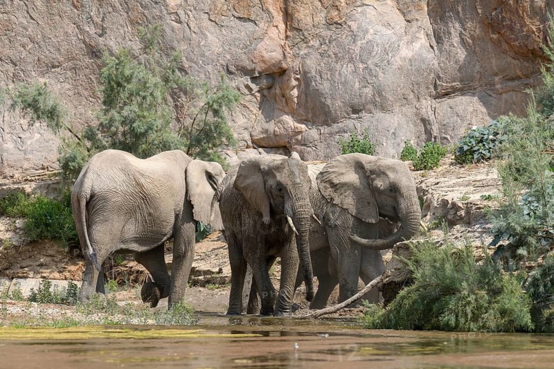 Desert elephants (Loxodonta africana) taking a mud bath in the Hoarusib dry river, Kaokoveld, Kunene region, Namibia, Africa