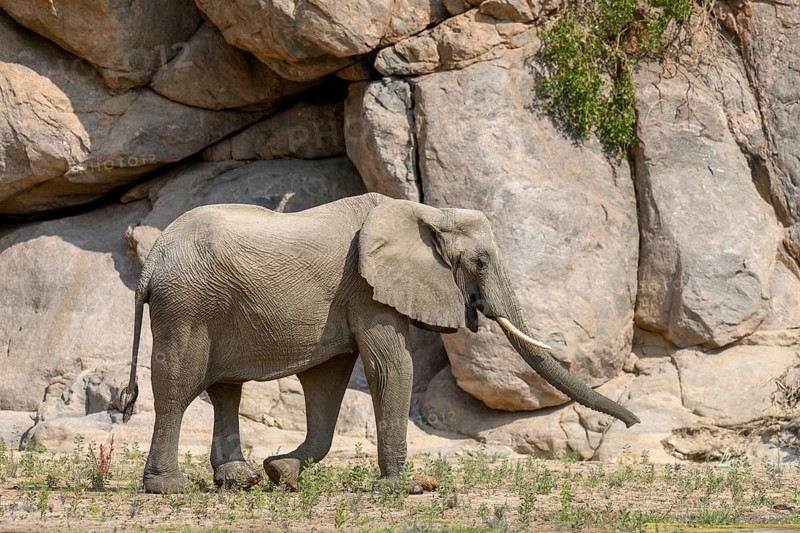 Desert elephant (Loxodonta africana) in the Hoarusib dry river, Kaokoveld, Kunene region, Namibia, Africa