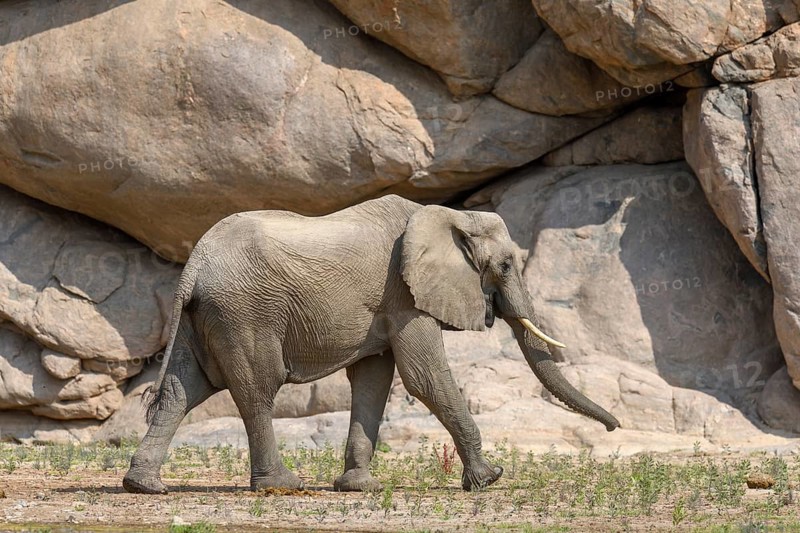 Desert elephant (Loxodonta africana) in the Hoarusib dry river, Kaokoveld, Kunene region, Namibia, Africa