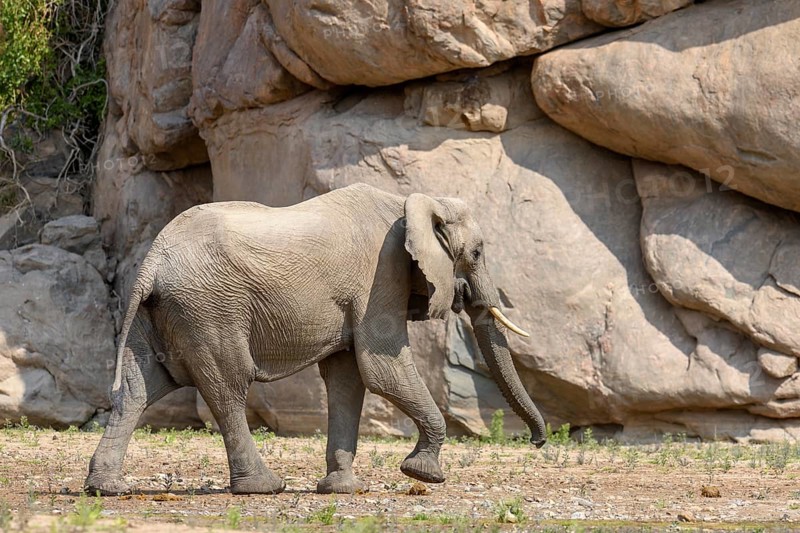 Desert elephant (Loxodonta africana) in the Hoarusib dry river, Kaokoveld, Kunene region, Namibia, Africa