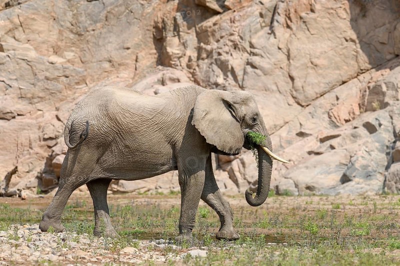 Desert elephant (Loxodonta africana) in the Hoarusib dry river, Kaokoveld, Kunene region, Namibia, Africa